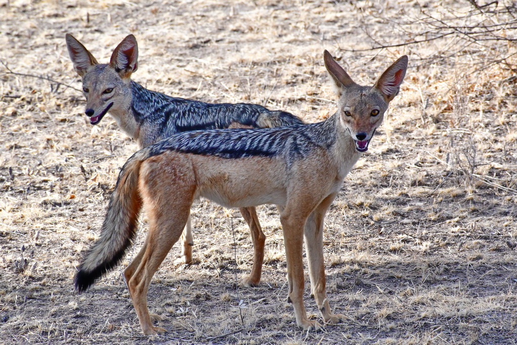 Buffalo Springs Nat. Reserve
